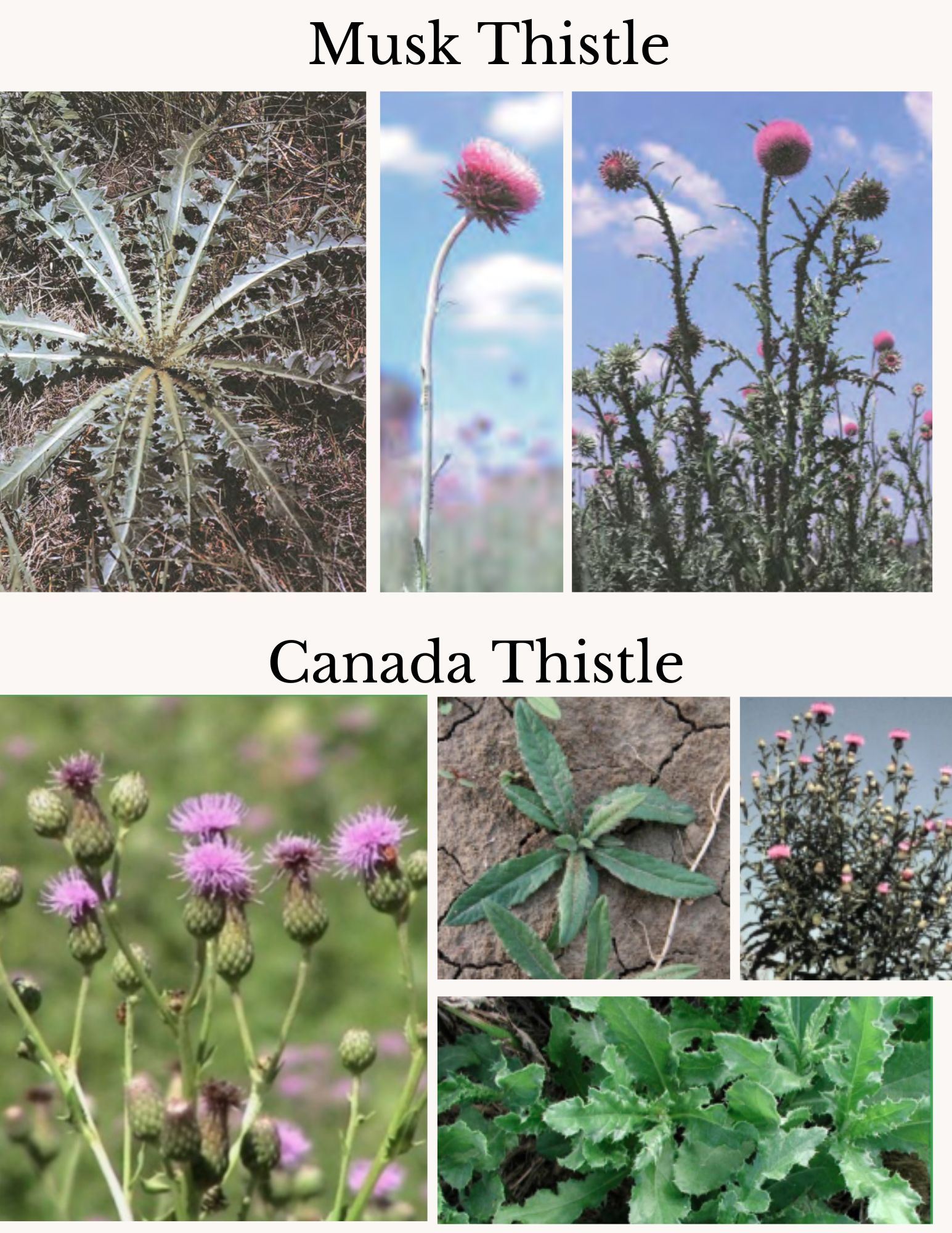 Musk Thistle & Canada Thistle
