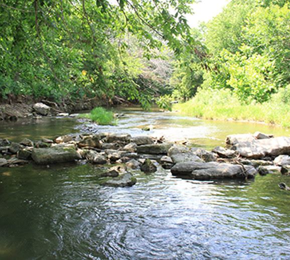 River stream with rocks